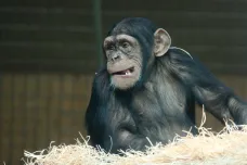 Řeč šimpanzů je překvapivě podobná lidské. Řídí se dvěma stejnými pravidly, tvrdí jazykovědci