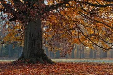 Stromy si umí aktivně přizpůsobovat své okolí. Zvyšují si tak šance přežít