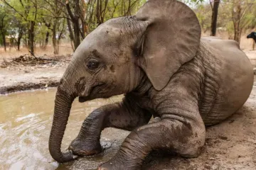 Vědci našli díky analýze DNA z trusu po třech letech opuštěnému slůněti rodinu