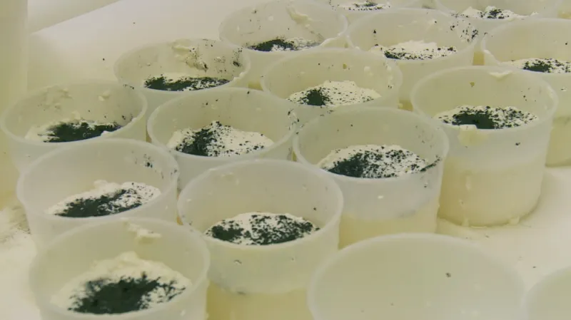 Mariiny sýry si oblíbili lidé ze sídliště i šéfkuchaři