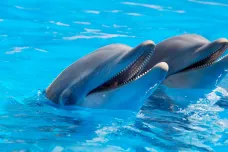 Samice delfínů se věnují sexu pro potěšení, prokazuje nový výzkum
