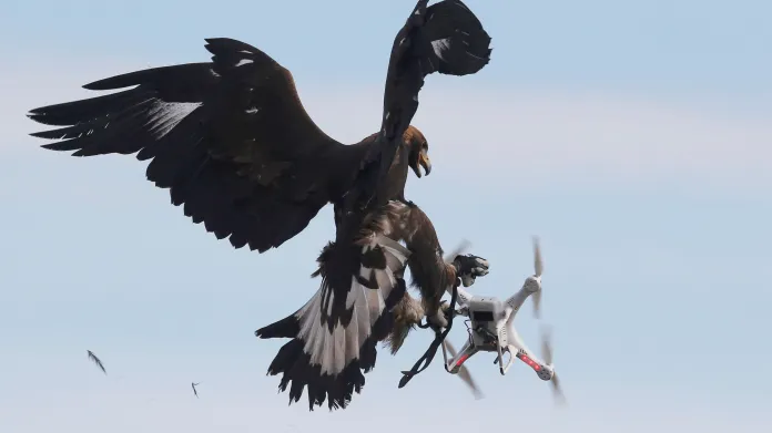 Orel ničí dron