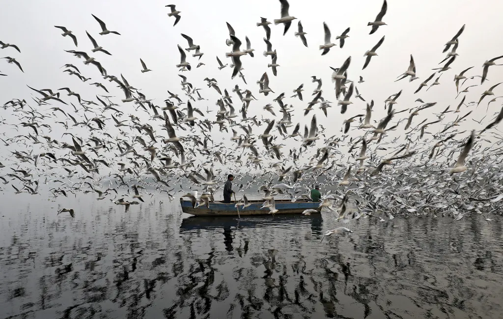 Muži na lodi krmí racky na řece Yamuna v ranním smogu Nového Dillí