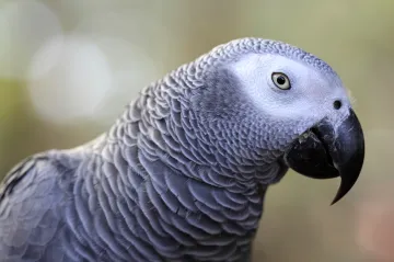 V novém filmu Petra Zelenky povypráví papoušek o Mnichově