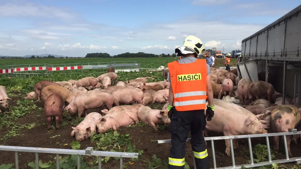 Nehoda kamionu převážejícího prasata