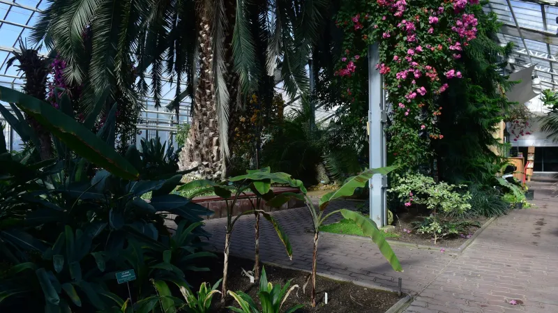 Palmový skleník Výstaviště Flora, Olomouc