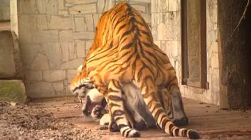 Páření tygrů ussurijských