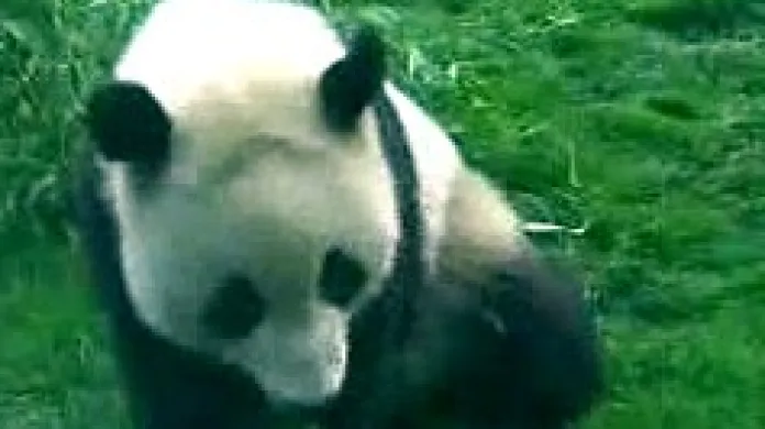Panda v čínské zoo