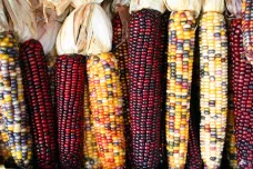 Čím více geneticky modifikovaných plodin, tím víc je třeba herbicidů, zaskočilo vědce