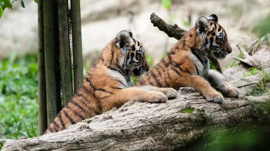 Mláďata tygra ussurijského