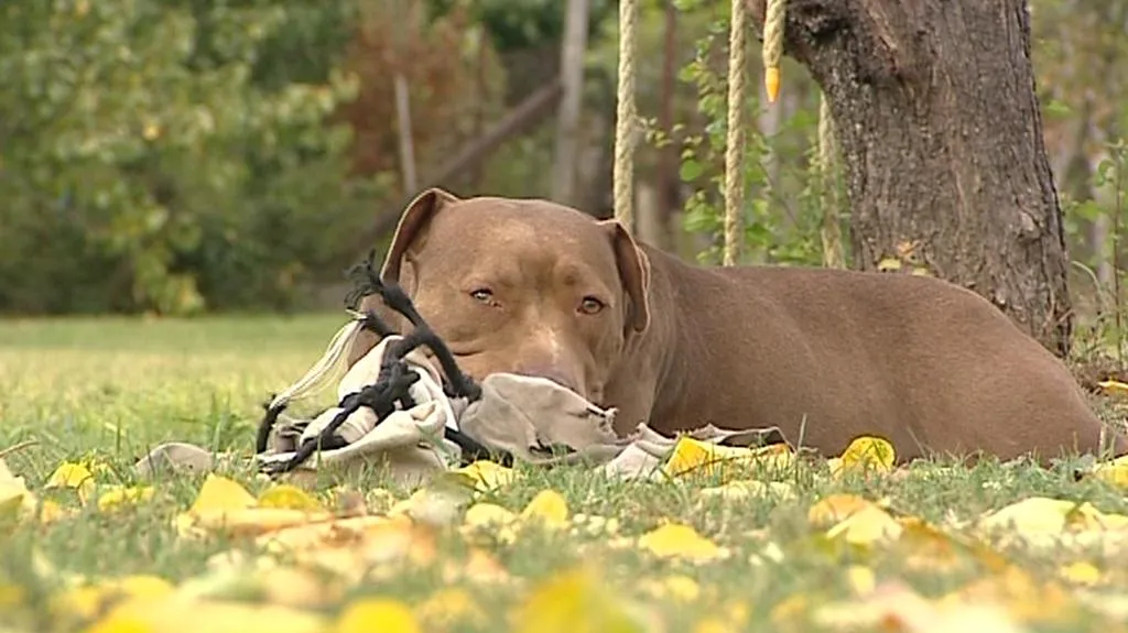Pitbull