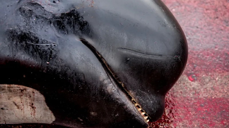 Lov kulohlavců na Faerských ostrovech