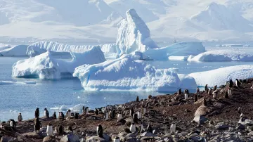 Tučňáci na ostrově Curverville