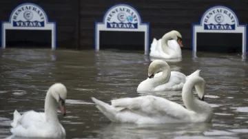Labutě u zatopeného restaurantu na náplavce v Praze