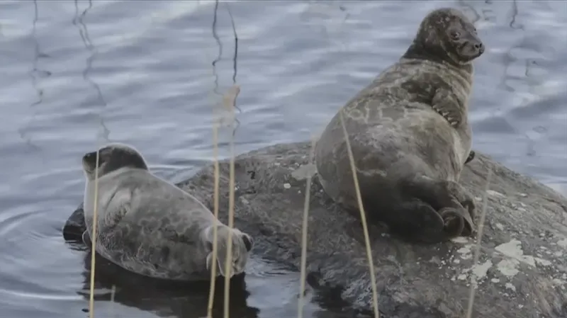 Tuleni kroužkovaní