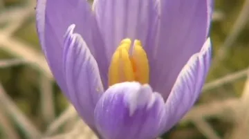 Květ šafránu