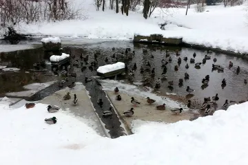 Ptačí chřipka je nově i ve Zlínském kraji. Nakažení jsou volně žijící ptáci