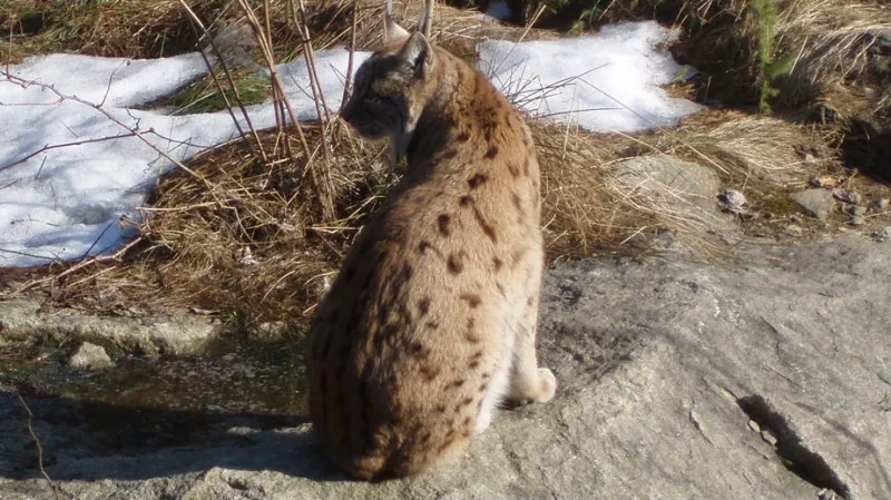 Muzeum divočiny na Šumavě