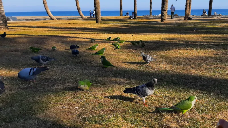 Papoušci mniší v Torremolinos na jihu Španělska