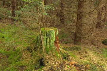 Na Šumavě padá strom za stromem, aby se v budoucnu už zasahovat nemuselo