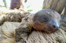 Zlínská Zoo se pochlubila mládětem lenochoda. Je mu měsíc a má se k světu