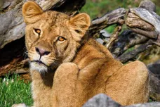 Zlínská zoologická zahrada chce zřídit záchranné a chovné centrum pro lvy