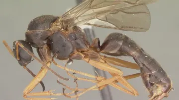Tělo samce mravence Formica archboldi