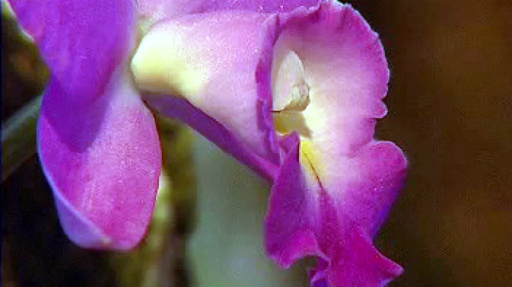 Rozkvetlá orchidej