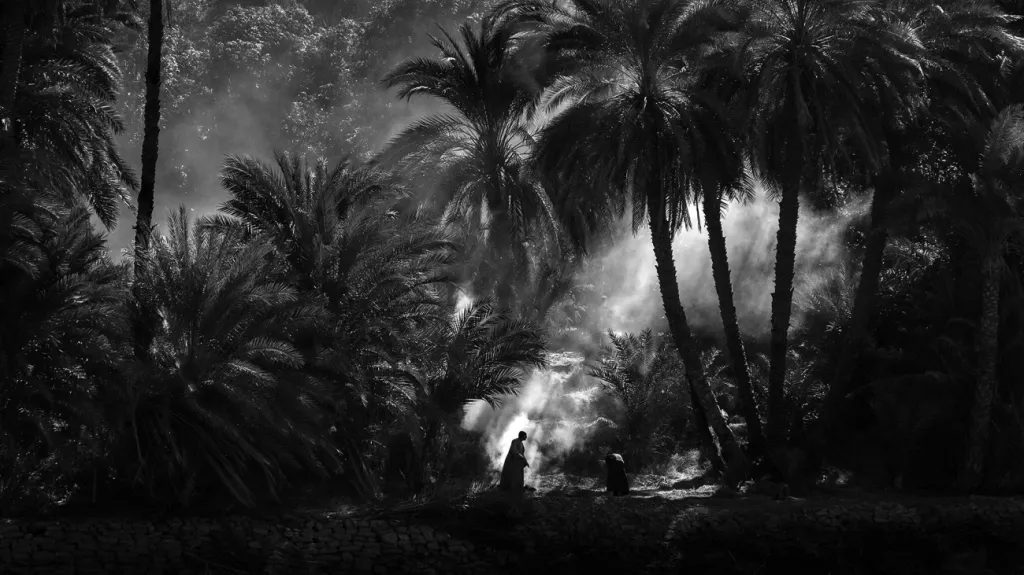 Vítěznou fotografií v kategorii Příroda se stal snímek Palm Grove od Hanse Wichmanna