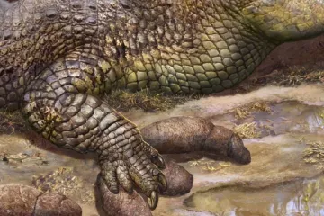 Pravěká stopa odhalila nečekaný příběh krokodýla, který šlápl do vlastního exkrementu