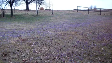 Louky u Lačnova zalily květy vzácného šafránu