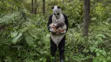 Málokterými viděna, ale všemi milována. Panda velká. Zemi obývá 8 milionů let, ale objevena byla až v posledním století. Tajemný a mysteriózní je i její solitérní život. Její závislost na bambusových listech ji dlouhá léta činila velmi ohroženým druhem neschopným přežívat v zajetí. Loni v srpnu vyvrcholila desítky let trvající snaha čínské vlády zachránit své národní zvíře a Mezinárodní svaz ochrany přírody změnil status pand z „ohrožených“ na „zranitelné“. Finalista Sony WPA 2017 v kategorii Př