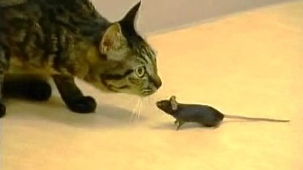 Kočka s myší