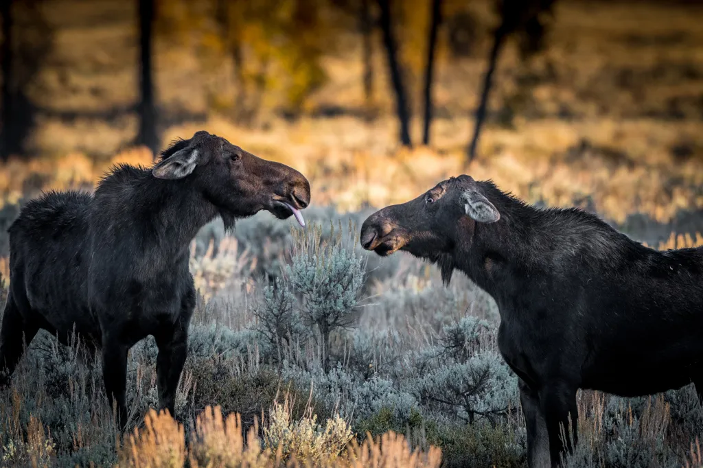 Losí samice při snaze o nastolení své dominance ve stádě (Wyoming, USA)