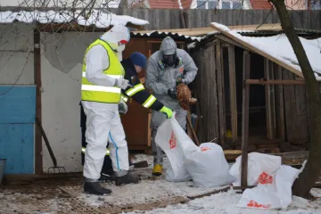 Veterináři potvrdili po delší době další ohnisko ptačí chřipky