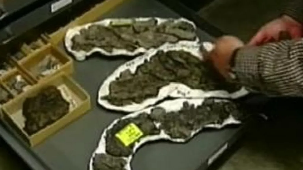 Zkameněliny obřího hada