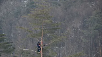 Trenér amerických alpských lyžařů vylezl na strom, aby si nafilmoval trénink svých svěřenců