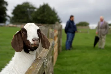 Koruna a bláto. Princ Charles podpořil britské farmy