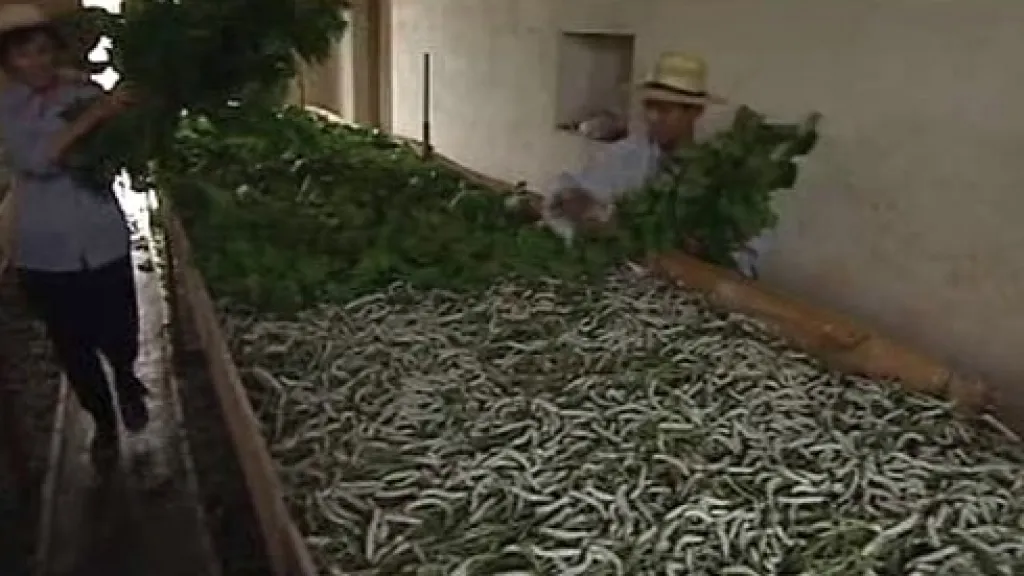 Výroba hedvábí v Číně