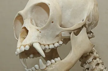 Lidská evoluce byla překotně rychlá ve srovnání s jinými primáty