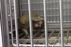 Čína před rokem naklonovala makaky. Teď už jim geneticky vkládá duševní choroby