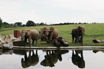 Slonice ve zlínské zoo překonaly strach z můstku a zabydlují se novém výběhu. Koncem týdne se neplánovaně zpřístupní i návštěvníkům