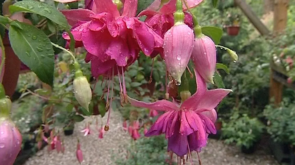 Fuchsie