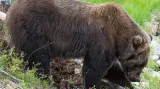 Medvědi kodiak