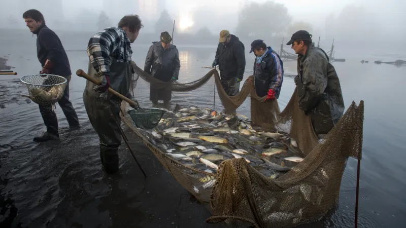 Výlov rybníka, ilustrační foto