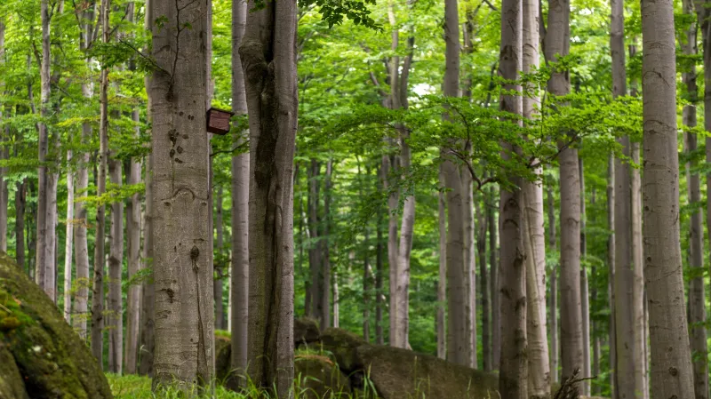 Jizerskohorské bučiny