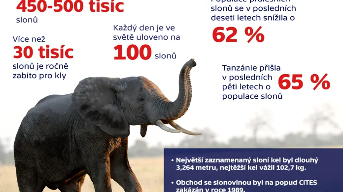 Sloni a slonovina