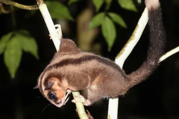 Vědci objevili vakoveverky s bizarně dlouhými prsty. Pokládali je za vyhynulé