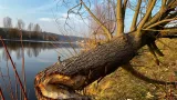 Stromy okousané bobry podél Berounky