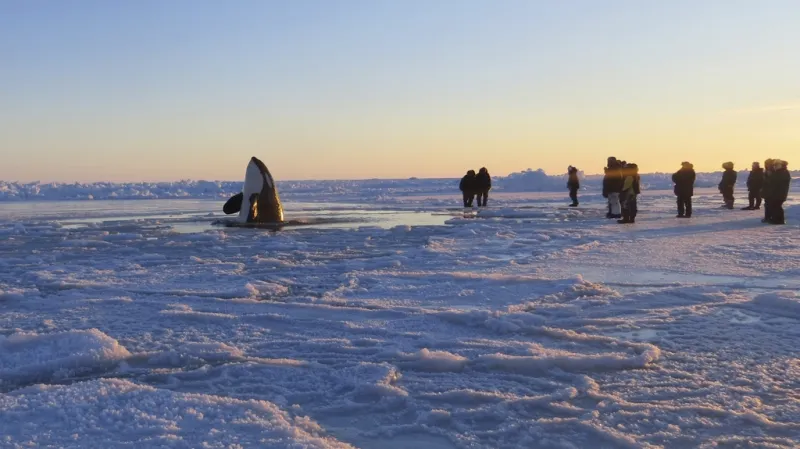 Jedna z kosatek uvízlých u kanadského pobřeží